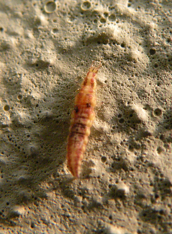 Larva di Hemerobiidae